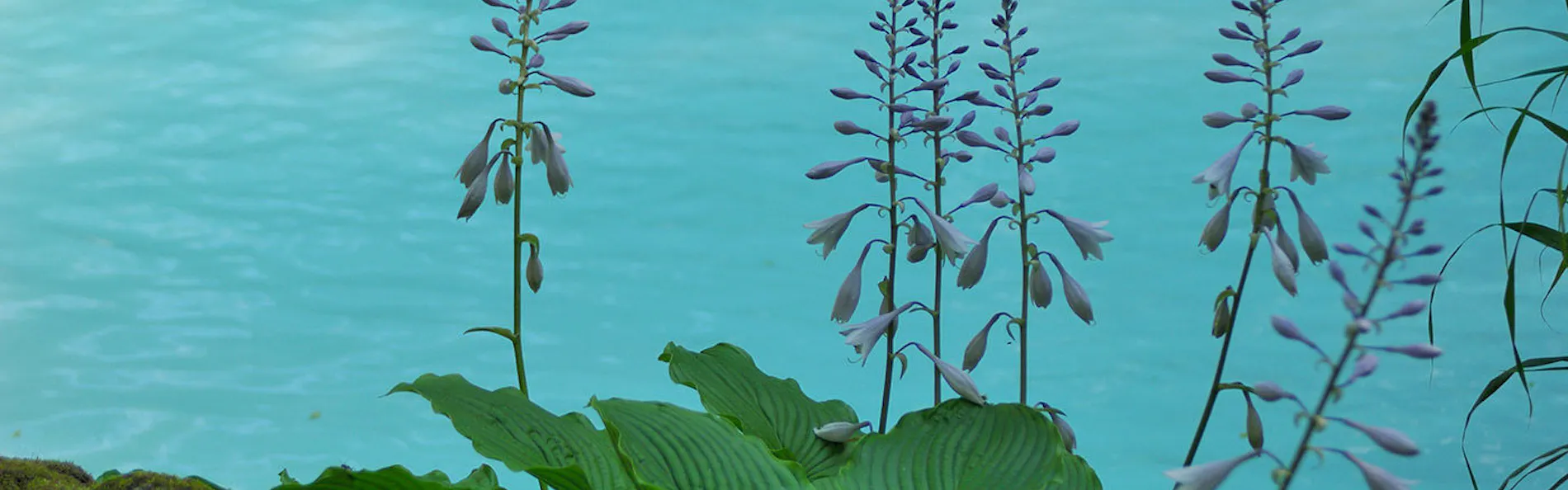 白骨の名湯 泡の湯
