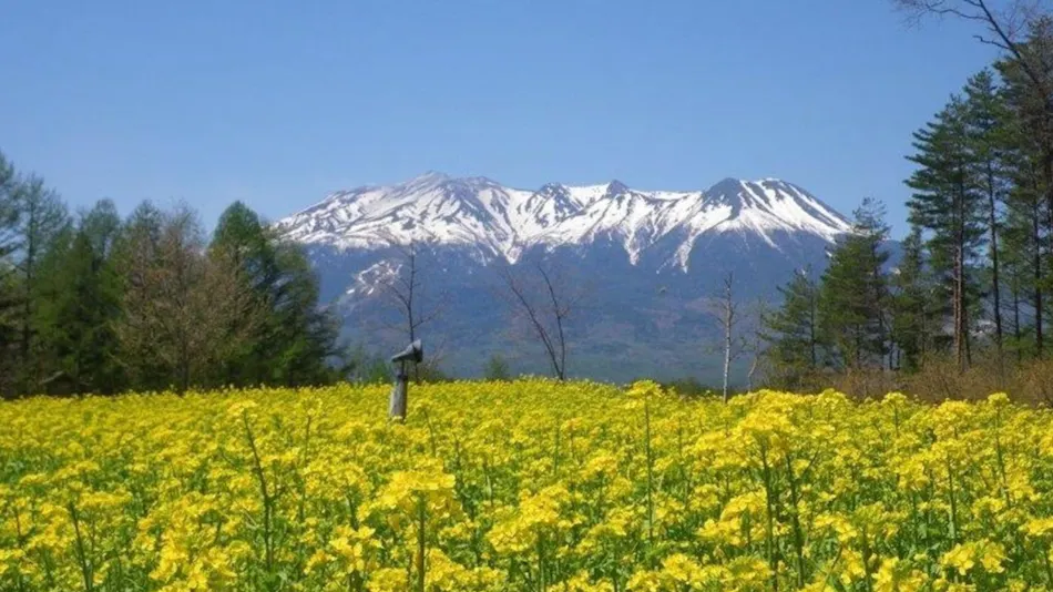 Tsutaya Kinosato Kazari