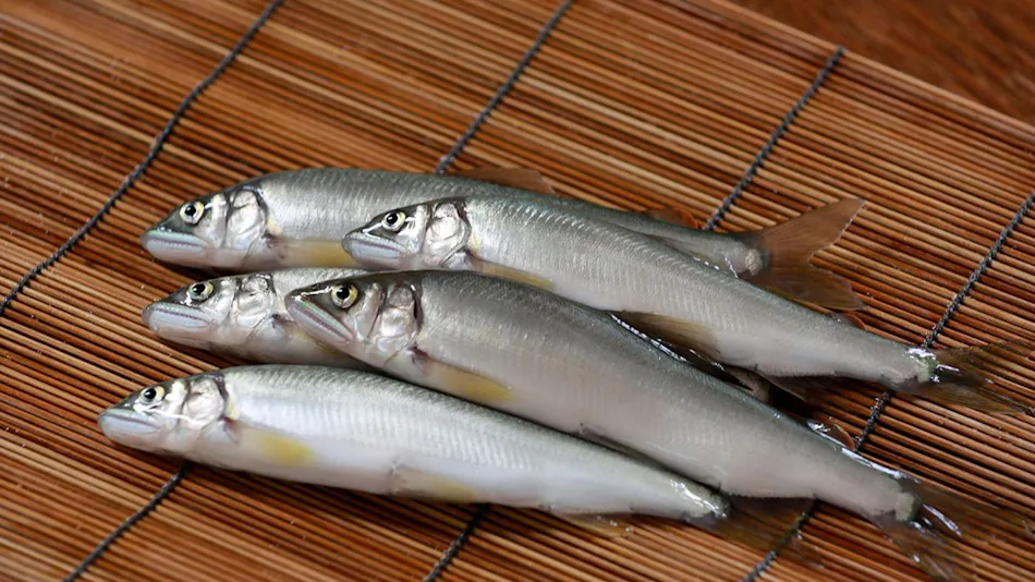 Yuyado Souan