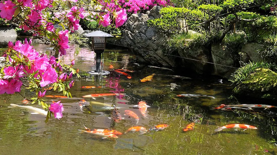 Haiya The traditions of warm and friendly hospitality