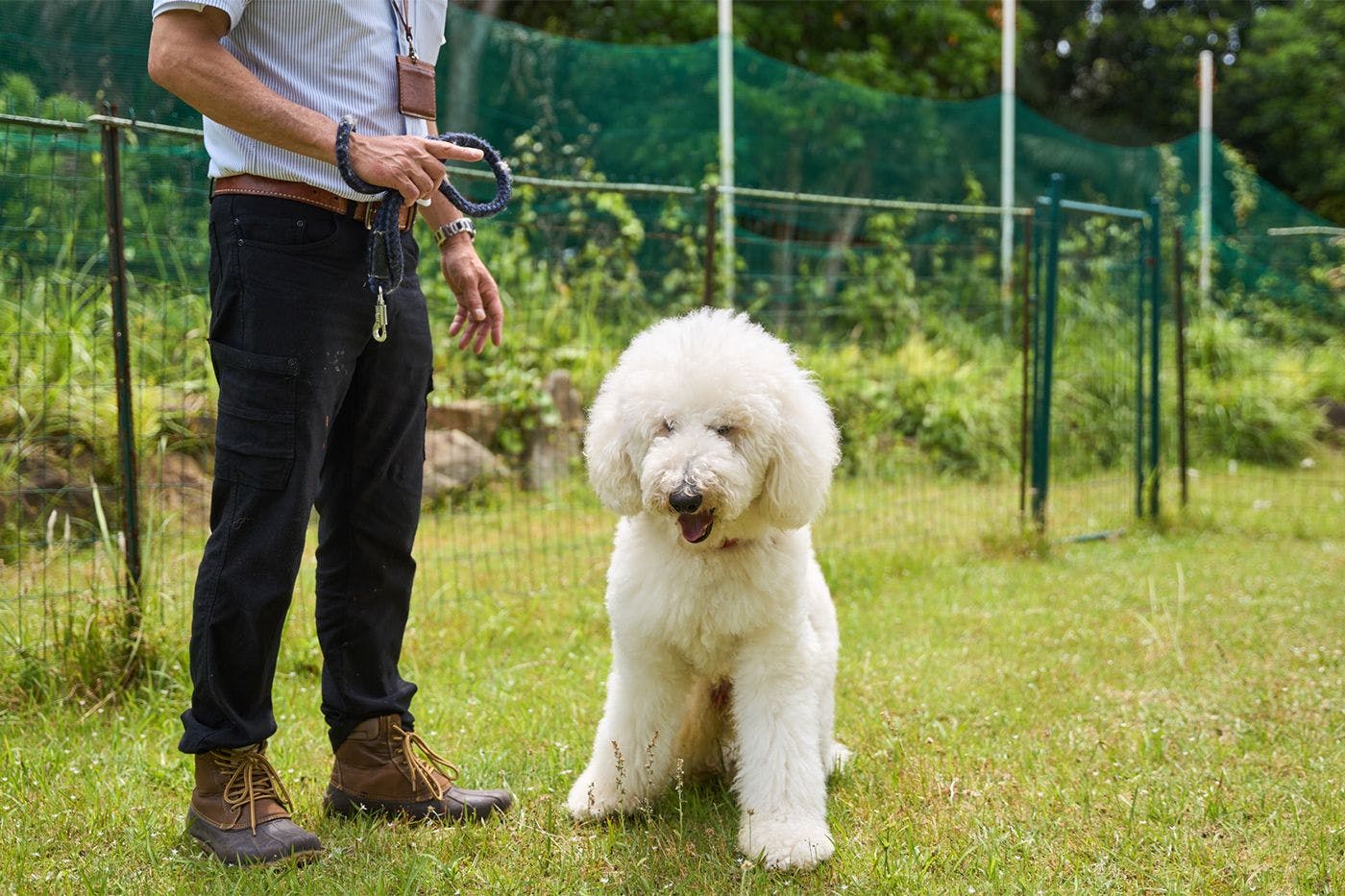 สัตว์เลี้ยง