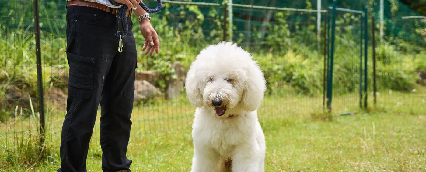 สัตว์เลี้ยง