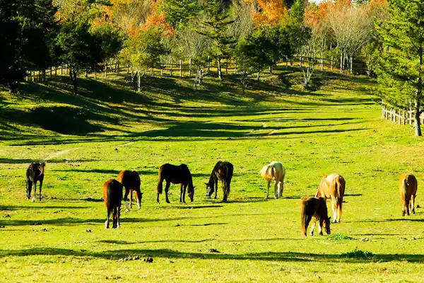 ทุ่งหญ้า