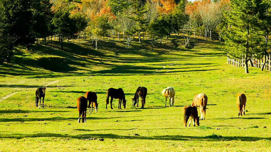 Health Resort Tenku no Niwa Tenmamu