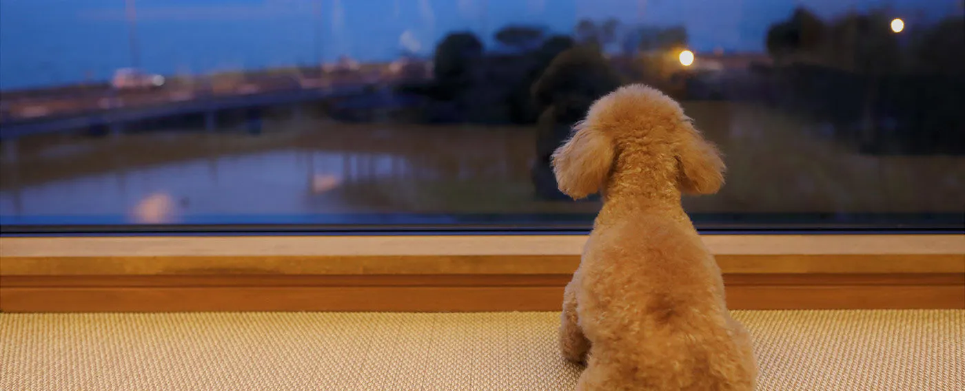 【Pemandangan Mewah untuk Dinikmati Bersama Anjing Kesayangan】 Tingkap besar direka luas dari lantai agar anjing kesayangan anda juga dapat menikmatinya.