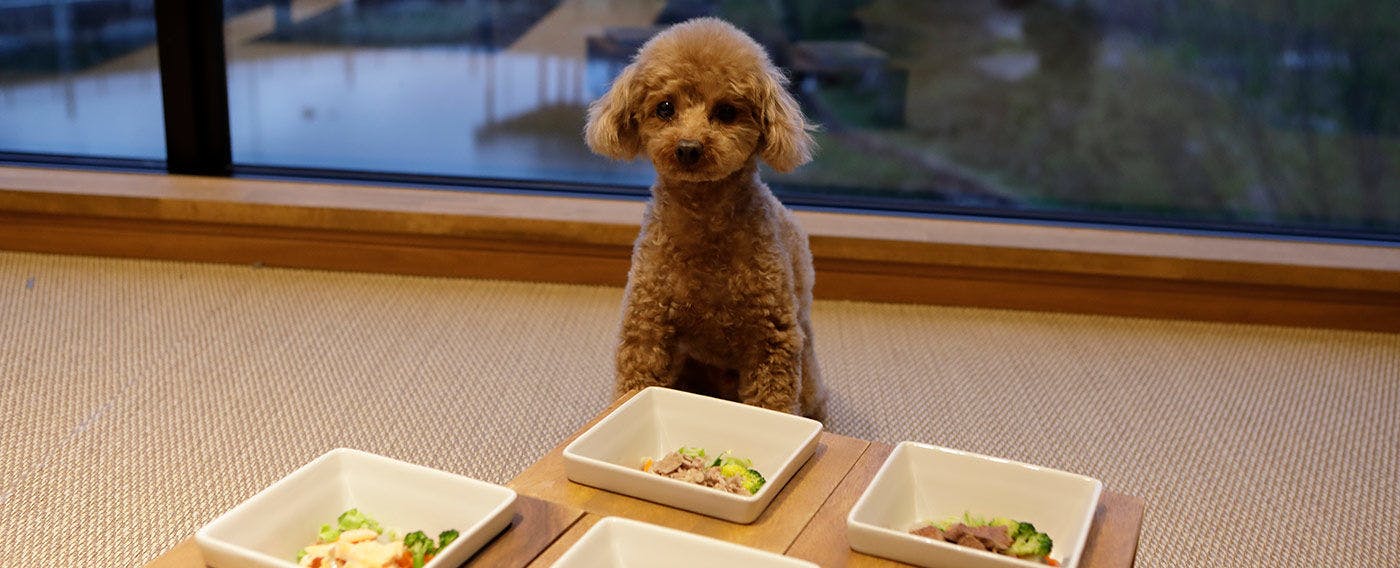【Makanan untuk Anjing Kesayangan】Makanan khas untuk anjing kesayangan yang menggunakan daging sapi Omi dan ikan mas dari Danau Biwa.