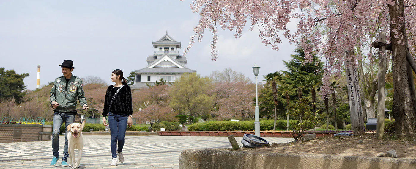 【Melihat Musim】 Taman Houkou terkenal sebagai tempat melihat bunga sakura, di mana anda juga dapat menikmati pemandangan bersama Istana Nagahama.