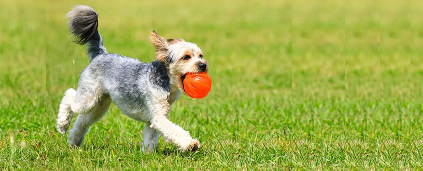 สามารถนำสัตว์เลี้ยงเข้าพักได้