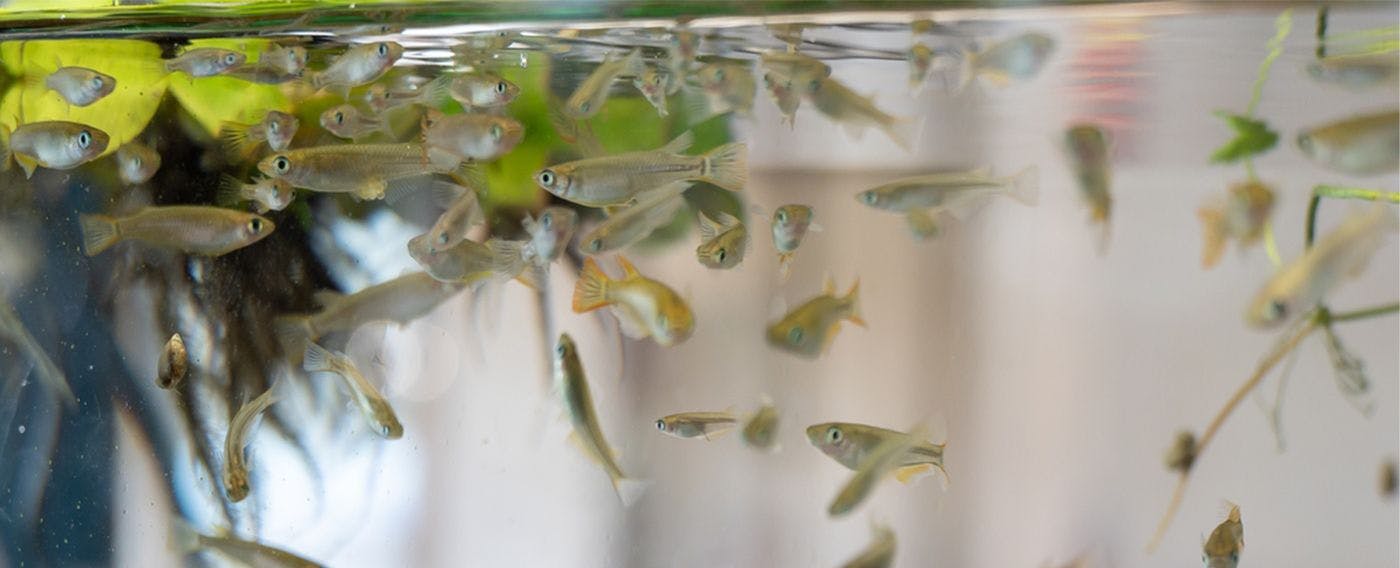 โรงเรียนเมดากะ