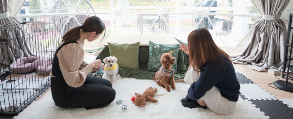 ภาพลักษณ์การเข้าพักพร้อมสัตว์เลี้ยง