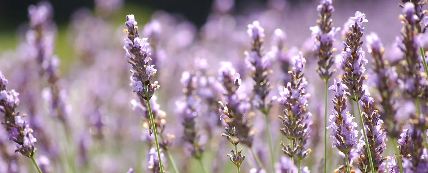 Nikko Toshogu Koyoen