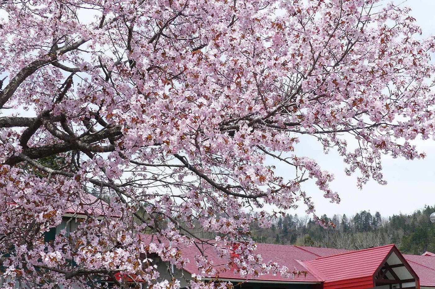 ที่สถานที่ของเรา คุณยังสามารถเพลิดเพลินกับดอกซากุระในฤดูใบไม้ผลิได้อีกด้วย