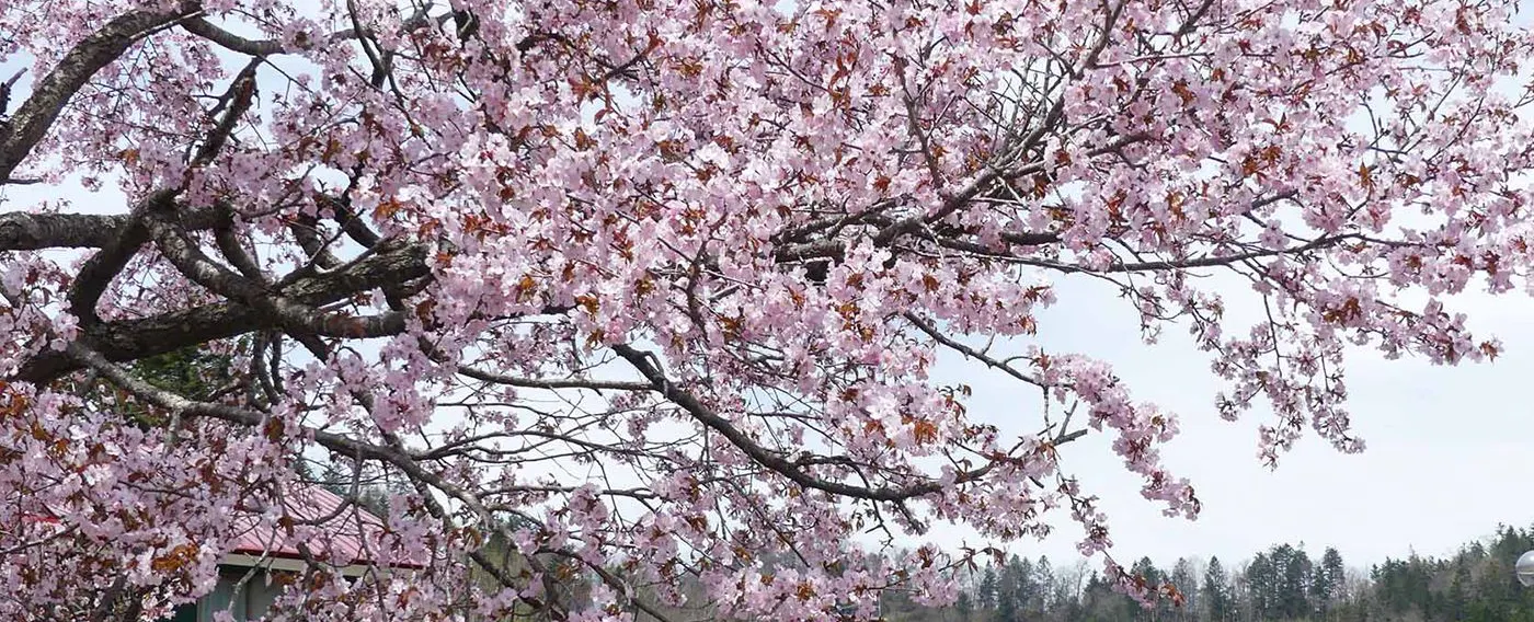 ที่สถานที่ของเรา คุณยังสามารถเพลิดเพลินกับดอกซากุระในฤดูใบไม้ผลิได้อีกด้วย