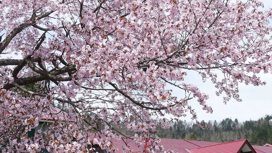 Shikotsu-Toya National Park, Forest of Four Seasons