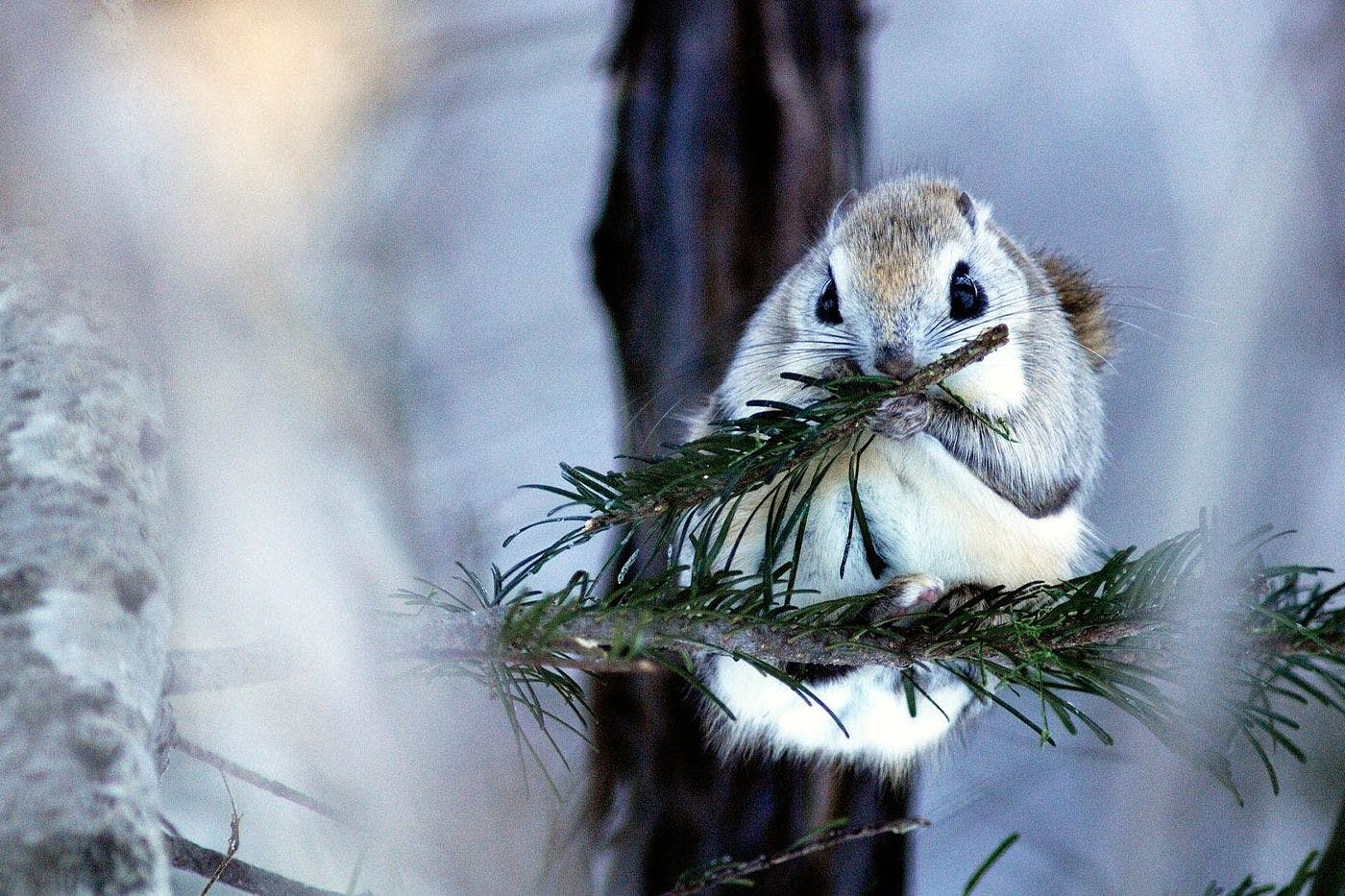 คุณอาจได้พบกับเอโซะโมมอนกะที่น่ารักซึ่งอาศัยอยู่เฉพาะในฮอกไกโด!