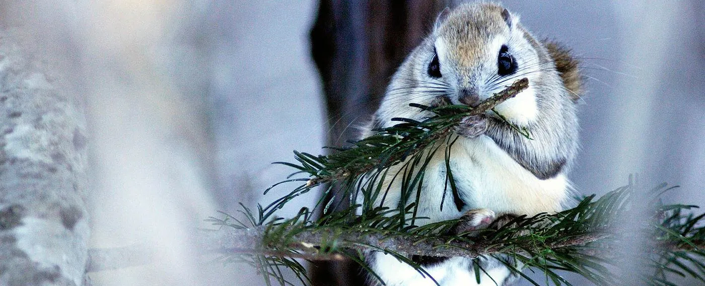 คุณอาจได้พบกับเอโซะโมมอนกะที่น่ารักซึ่งอาศัยอยู่เฉพาะในฮอกไกโด!