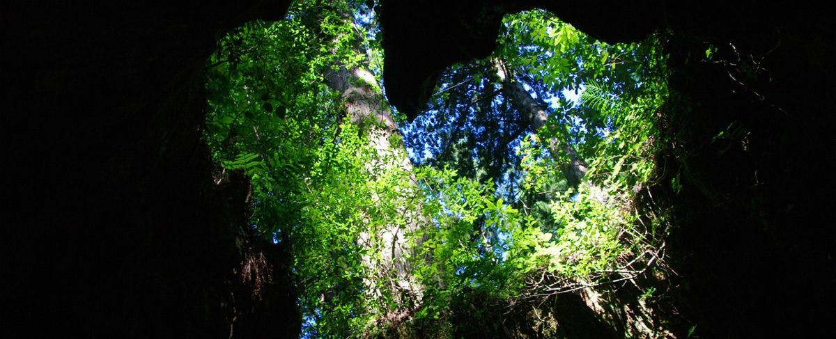 a_tpc_yakushima