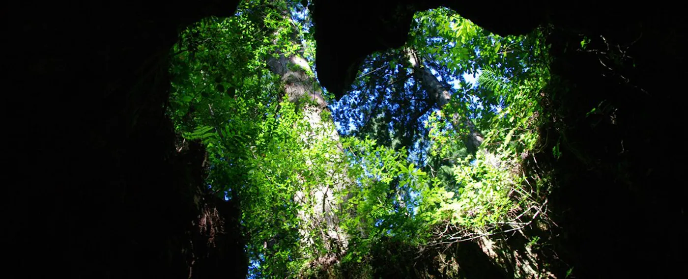 a_tpc_yakushima