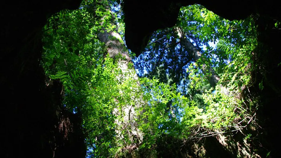 Yakushima Green Hotel