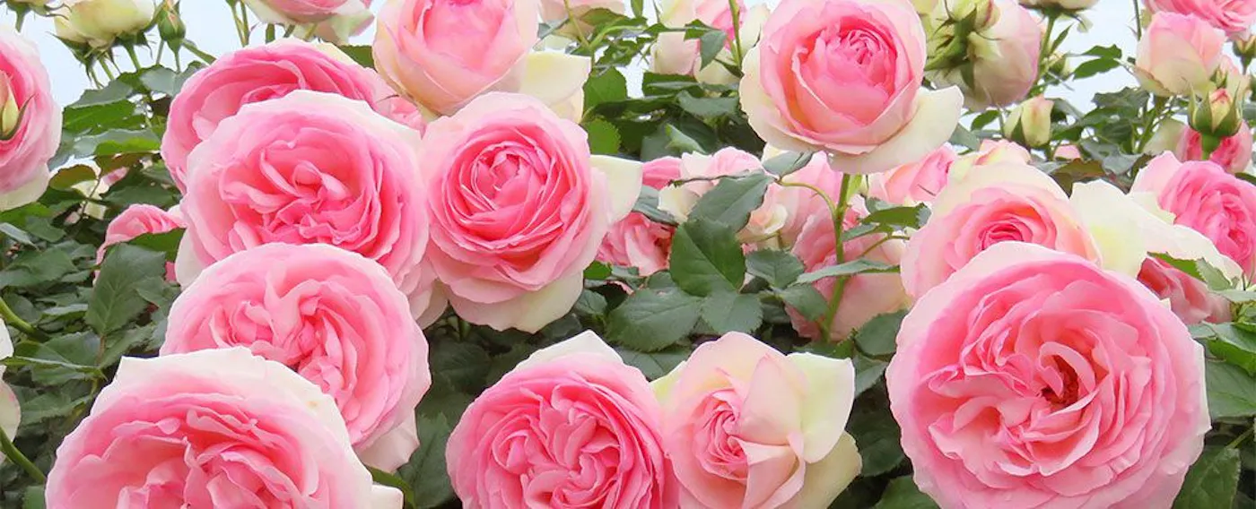 สวนกุหลาบ