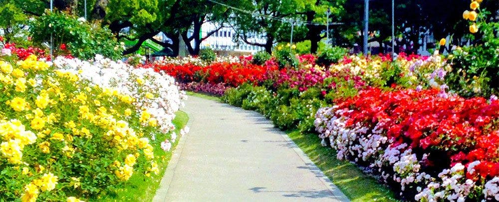 สวนกุหลาบ