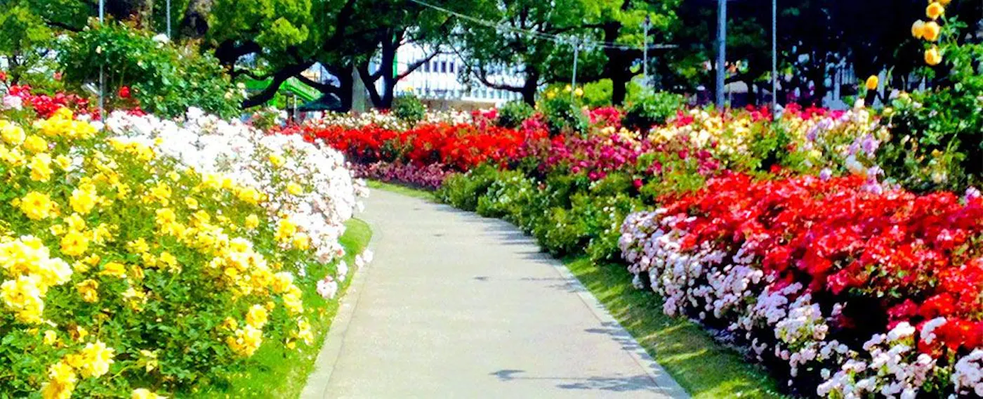 สวนกุหลาบ