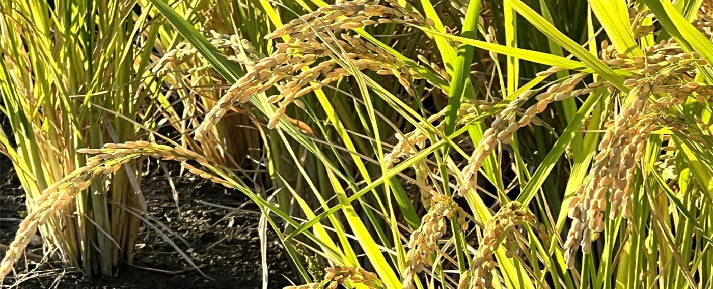 รวงข้าว