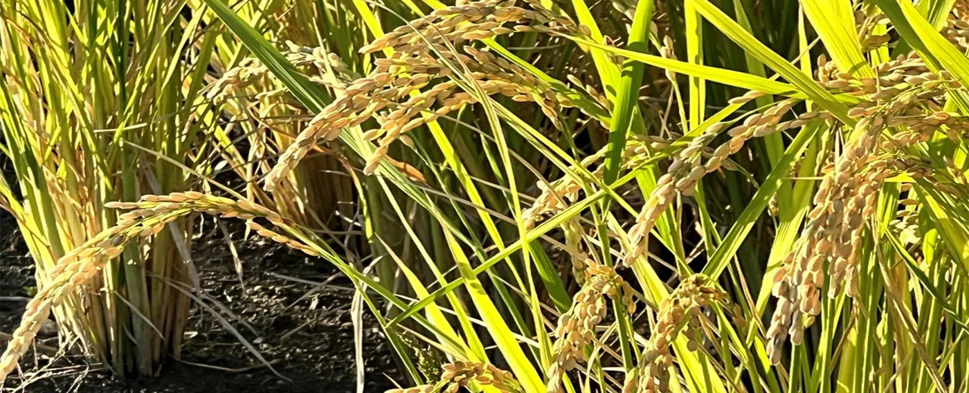 รวงข้าว