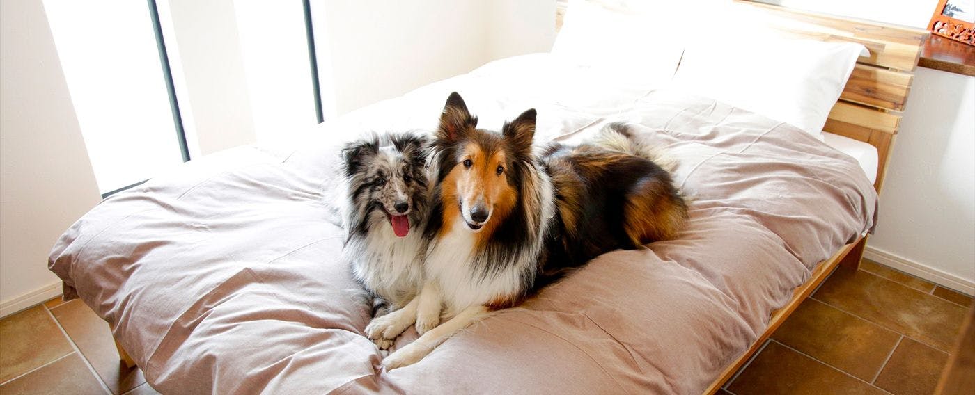 คุณสามารถพักผ่อนกับสุนัขของคุณได้