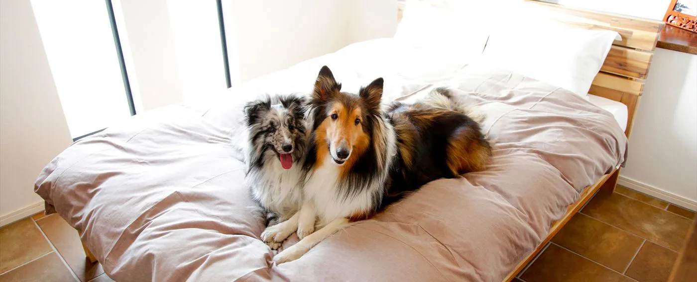 คุณสามารถพักผ่อนกับสุนัขของคุณได้