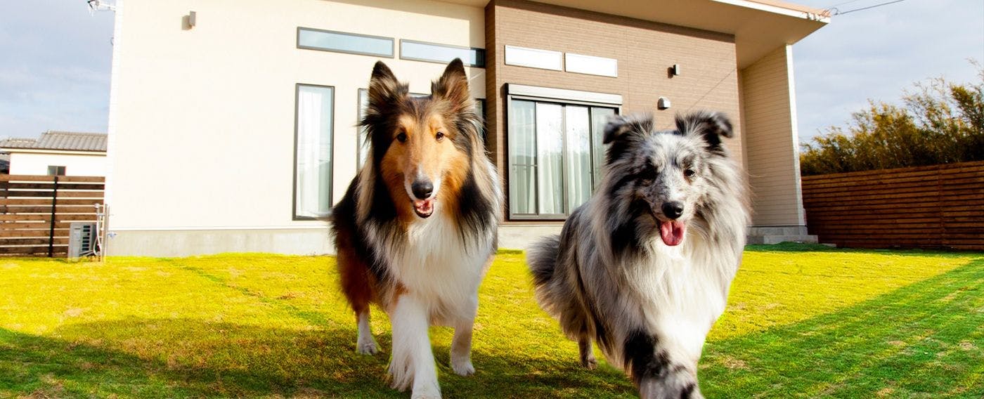 สนามหญ้าสำหรับสุนัขที่วิ่งเล่นอย่างสนุกสนาน.