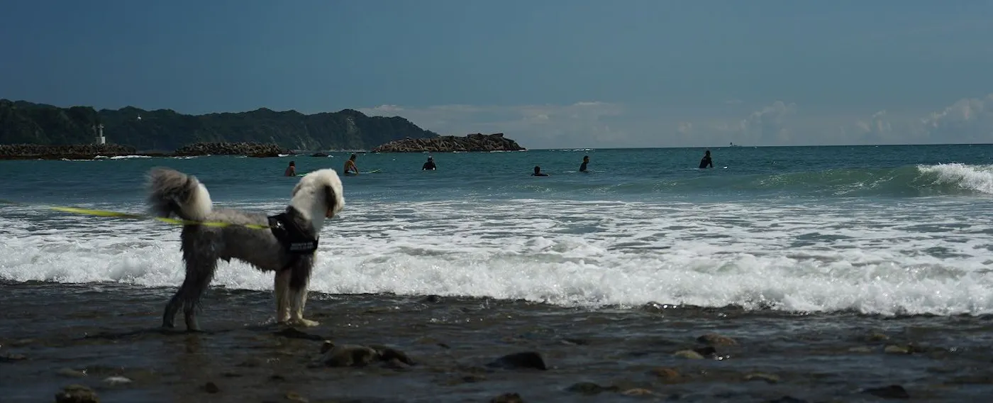 ชายฝั่งฟุตามะ - ภาพการเดินเล่นกับสัตว์เลี้ยง