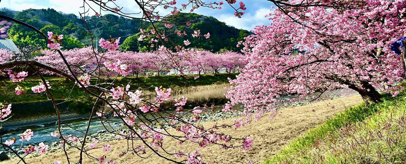 คาวาซุซากุระ