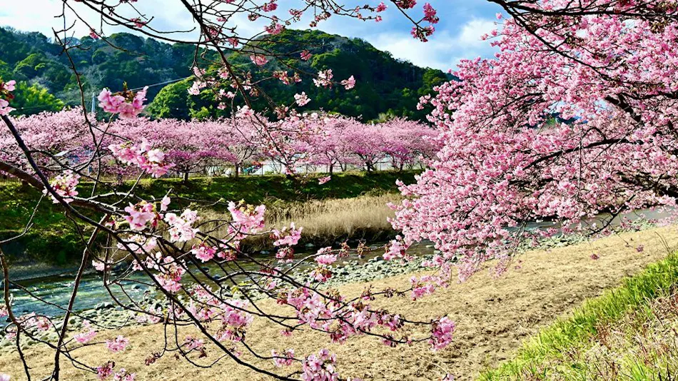 Kawazu Kinoie Shobuzawa log