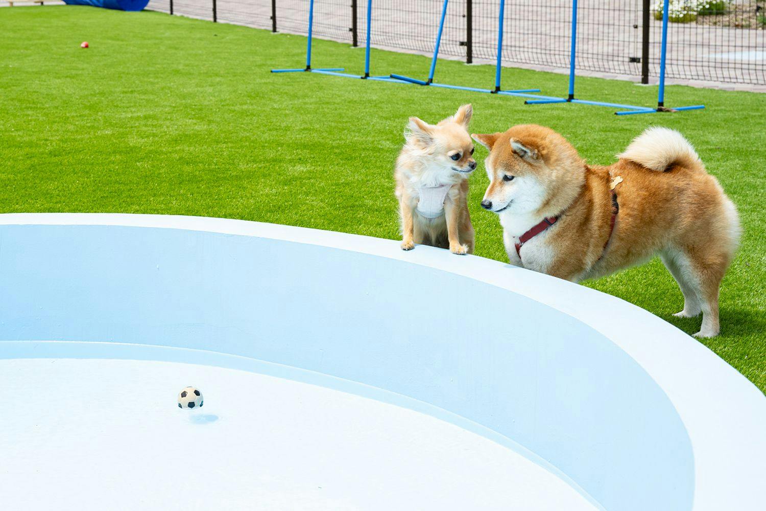 반려견 전용 물놀이 연못