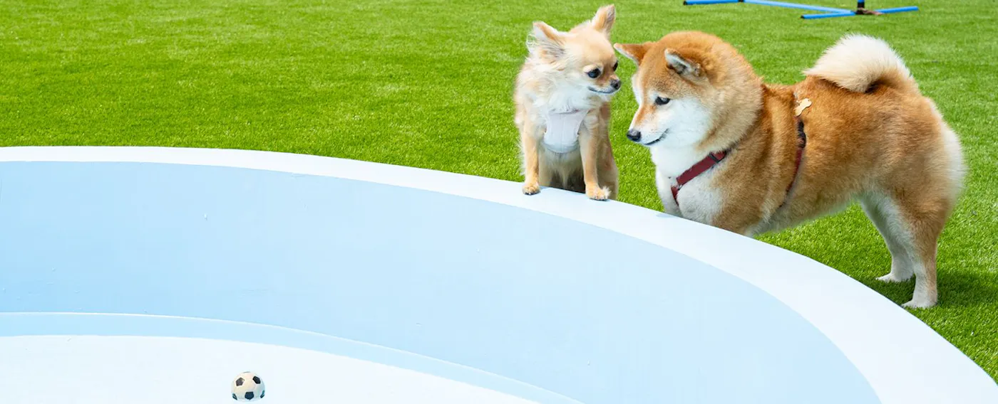 반려견 전용 물놀이 연못