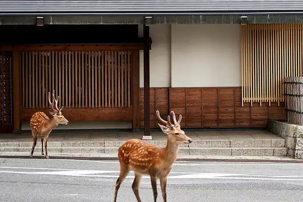 ลักษณะภายนอก