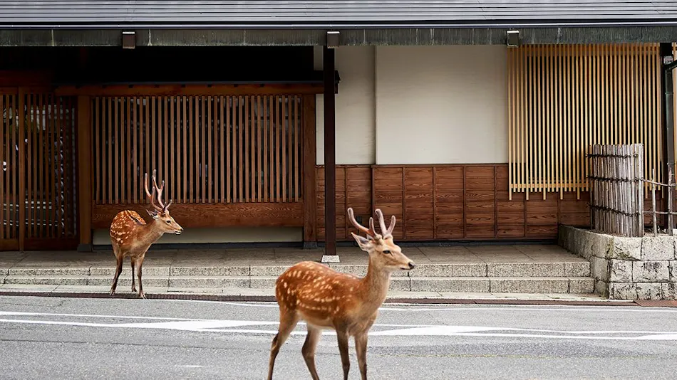 Sarusawa Pond Yoshidaya