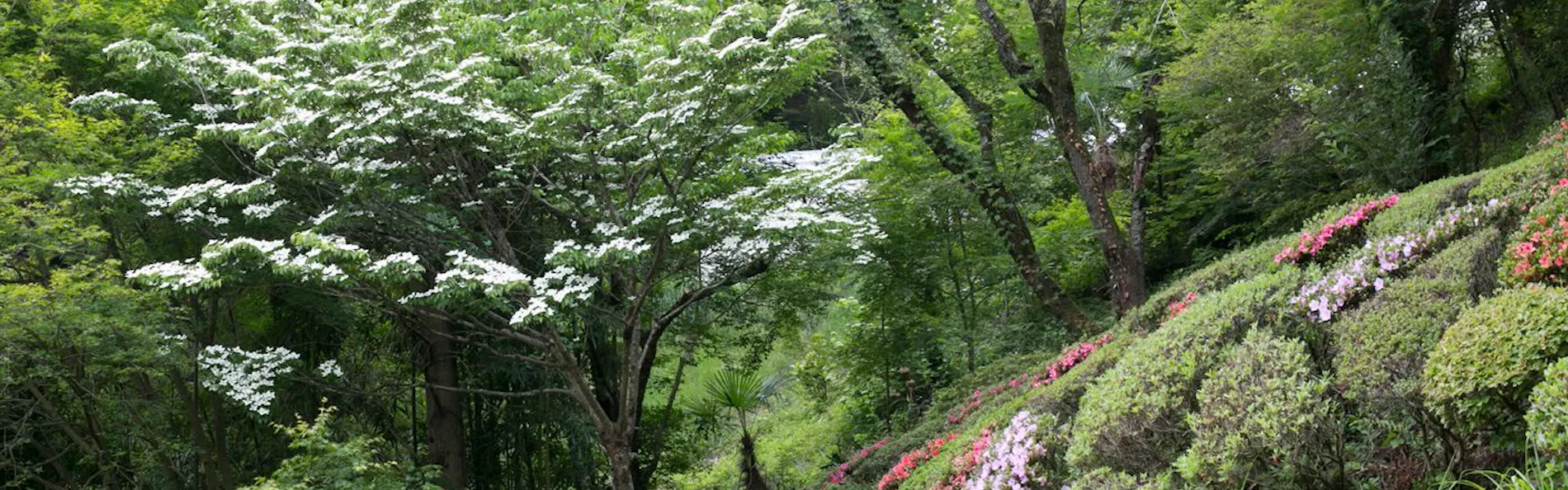 鬼岩温泉 了山