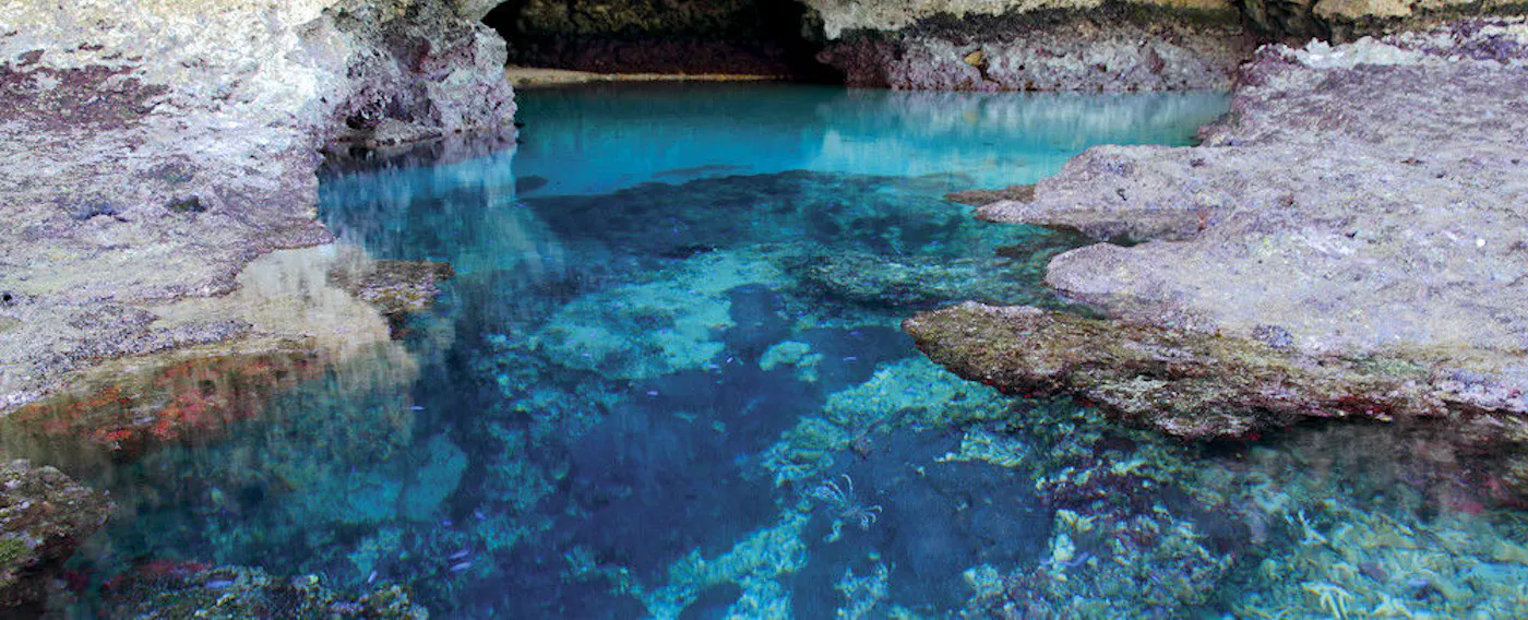 ประสบการณ์การทำชิซา