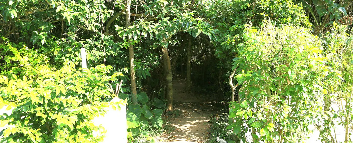 木々の間を抜けてビーチへ