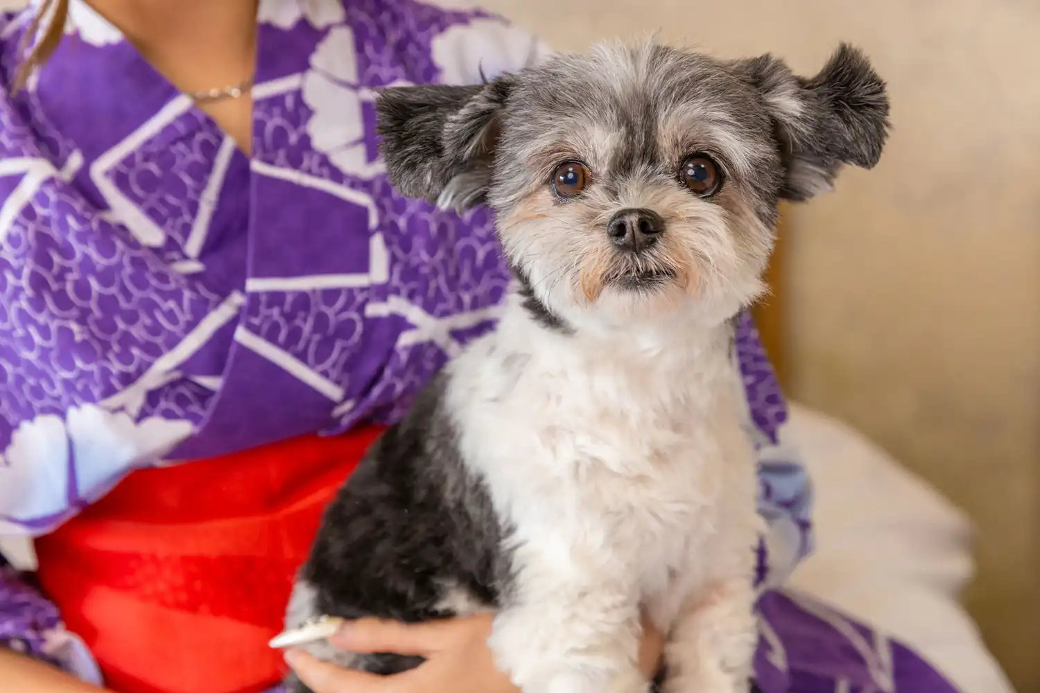A Stay with Your Pet