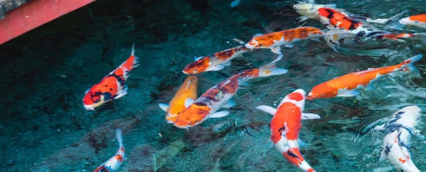 ลานกลาง