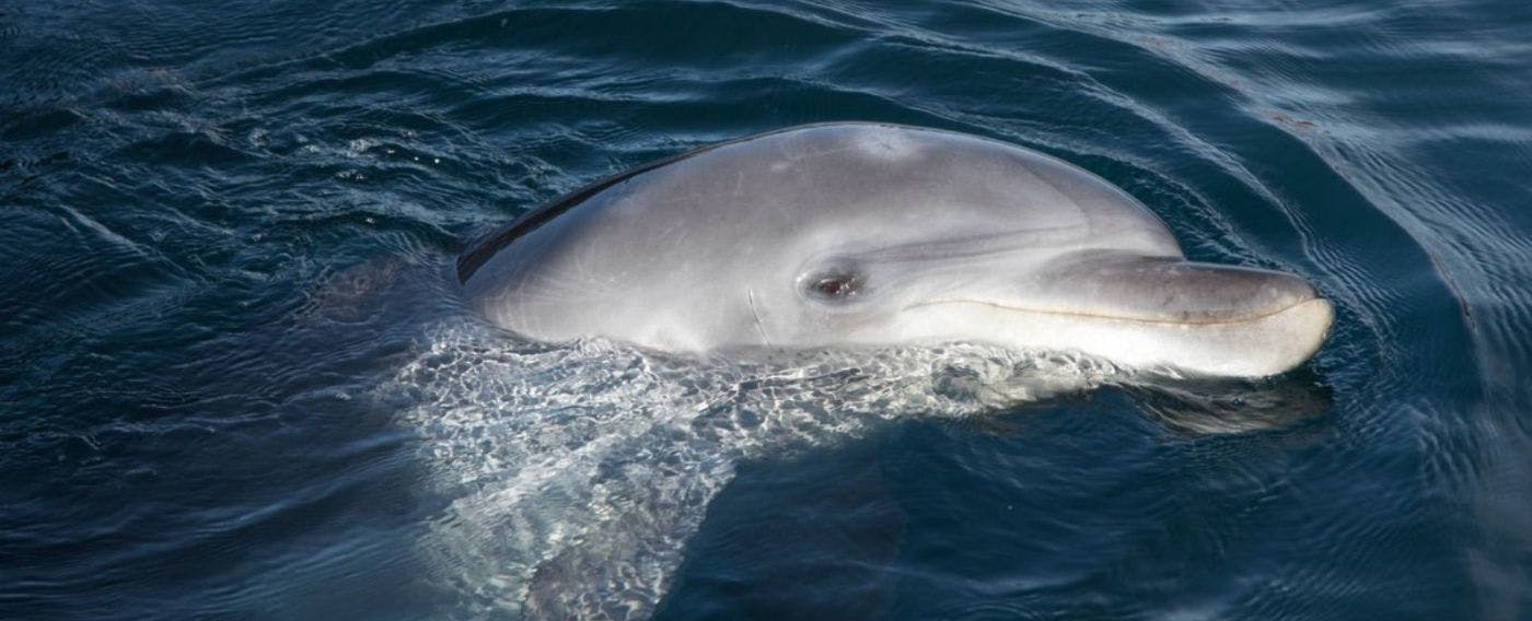 이키 돌고래 파크 & 리조트