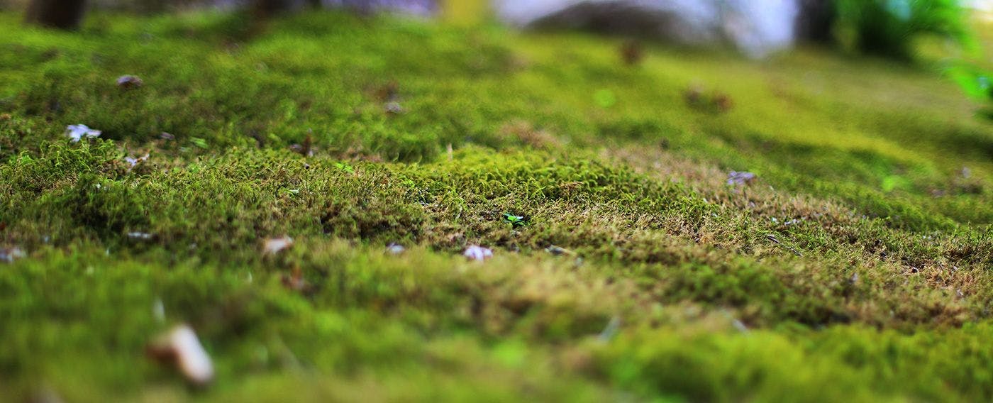 สวนญี่ปุ่น