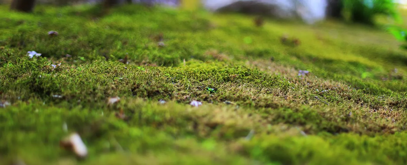 สวนญี่ปุ่น