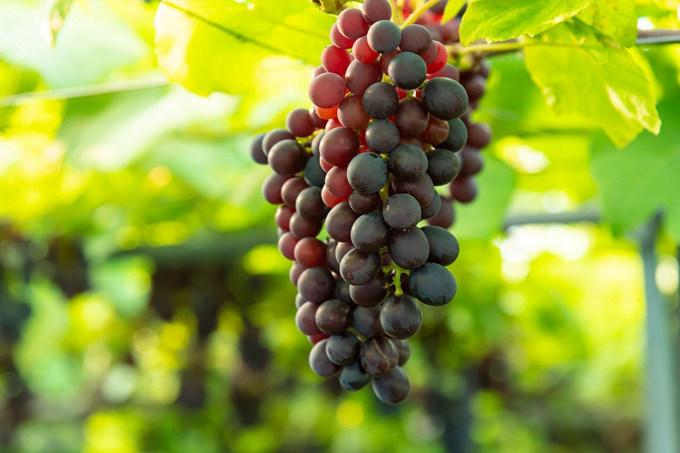 สวนองุ่น