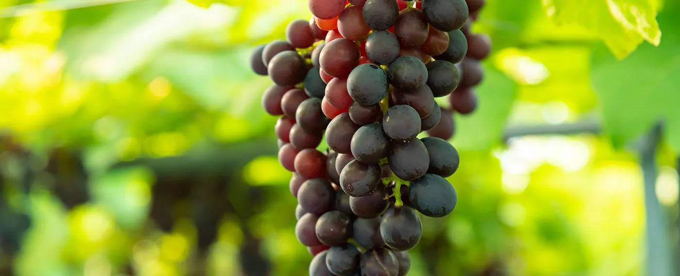 สวนองุ่น