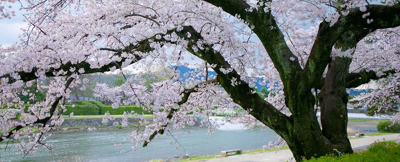 카모가와 사쿠라