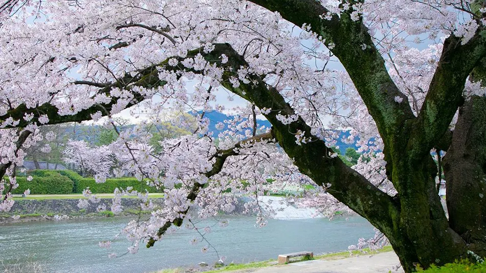 Rivert Kyoto Kamogawa